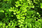 20 Fern Rhizomes, Maidenhair Fern Plants Live, Live Fern Plants, Fern Ground Cover Plants Live, Fern Live Plants, 20 Roots