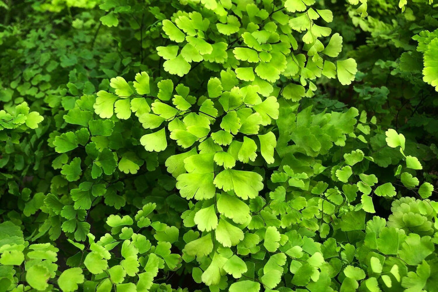 20 Fern Rhizomes, Maidenhair Fern Plants Live, Live Fern Plants, Fern Ground Cover Plants Live, Fern Live Plants, 20 Roots