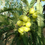 Gooseberry Tree Live, 3 Feet Tall, Tropical Fruit Tree for Outdoor Planting, Gooseberries Plant Live