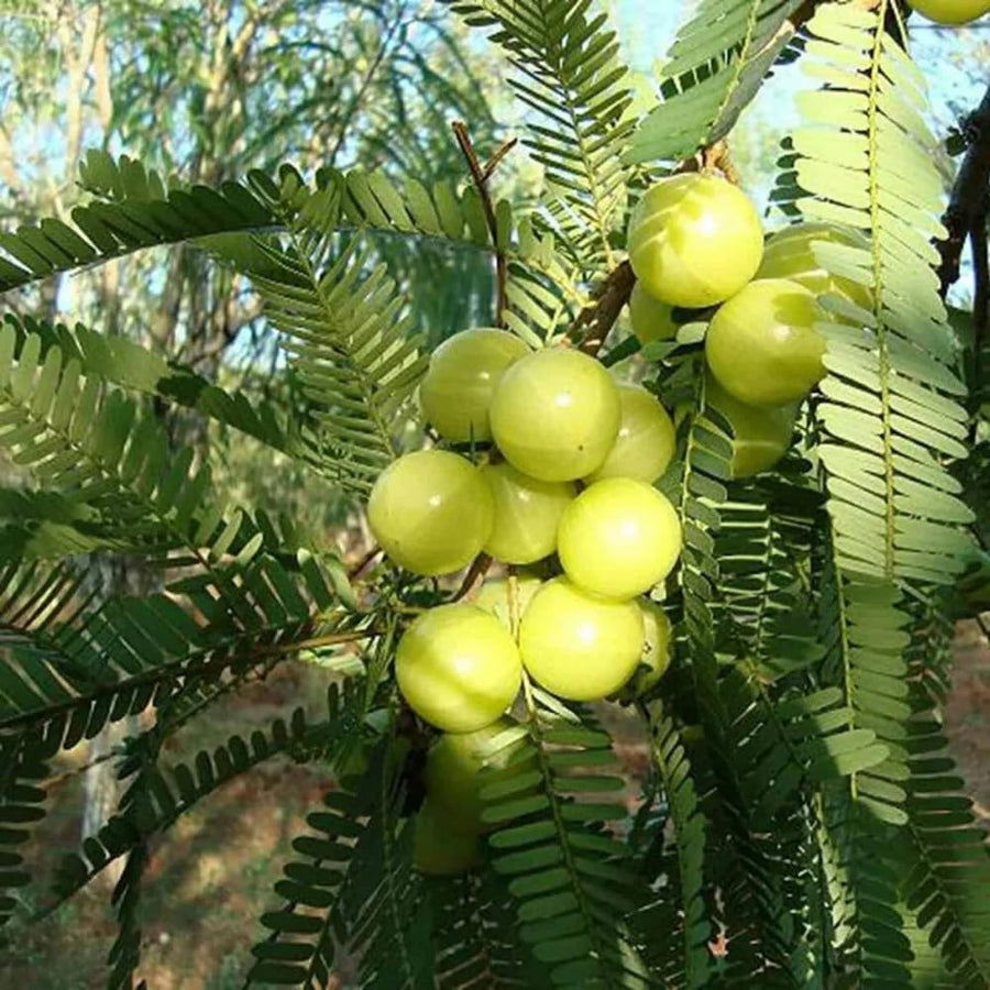 Gooseberry Tree Live, Gooseberry Fruit Plant for Outdoor Planting, 3 Feet Tall Ready to Grow