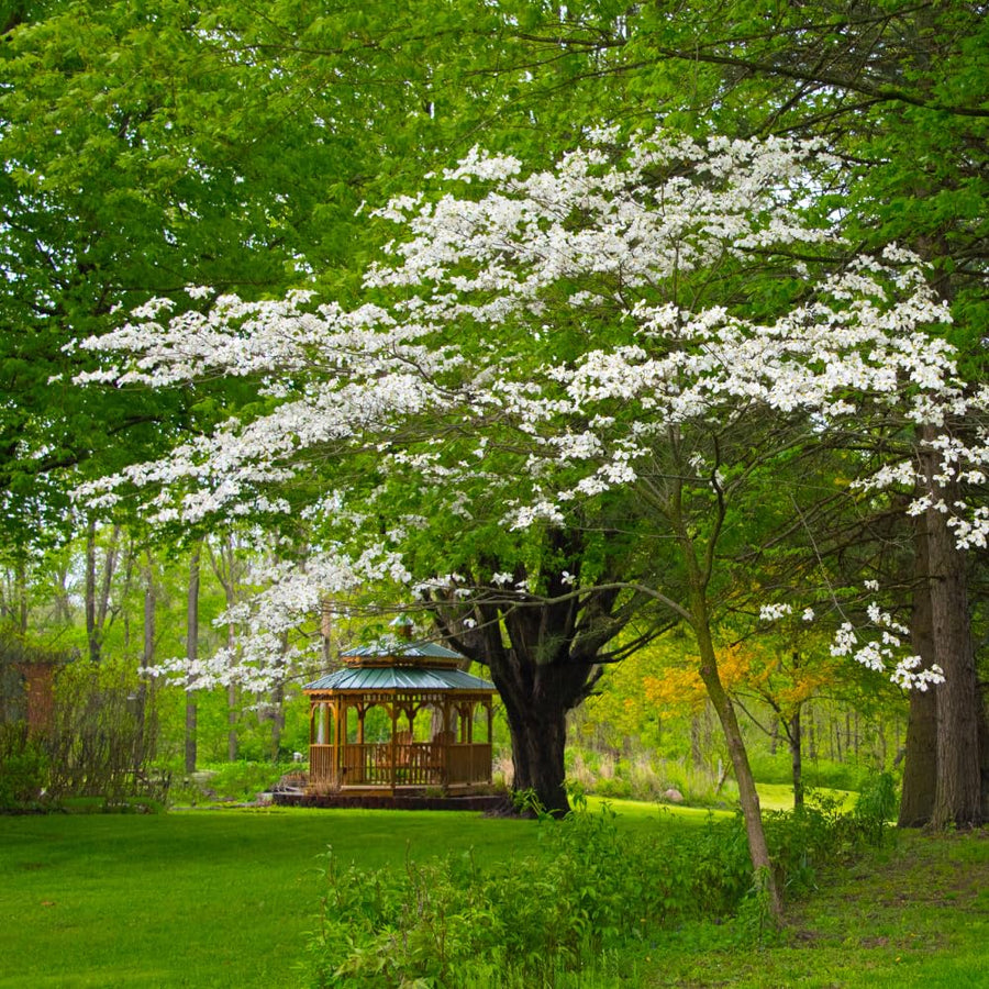 Dogwood Tree Live Plant, White Dogwood Trees Seedling from 8 to 10 Inches Height, White Ornamental and Cold Hardy, Quart Pot