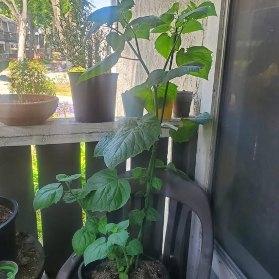 Sets 3 Gooseberry Bushes Live Plants, 4-7 Inches Ground Cherry Tree Live Plant Tomatillo Tomato for Outdoor Garden Planting Spring