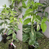 3 Years Old Variegated Pink Lemon Tree Live Plant, 3-4 Feet Tall Grafted Citrus Tree, Hardy Yellow Lemon Fruit Tree for Outdoor Planting