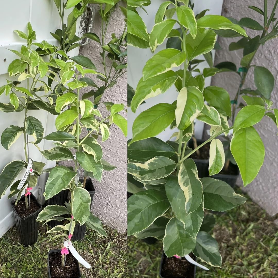 3 Years Old Variegated Pink Lemon Tree Live Plant, 3-4 Feet Tall Grafted Citrus Tree, Hardy Yellow Lemon Fruit Tree for Outdoor Planting