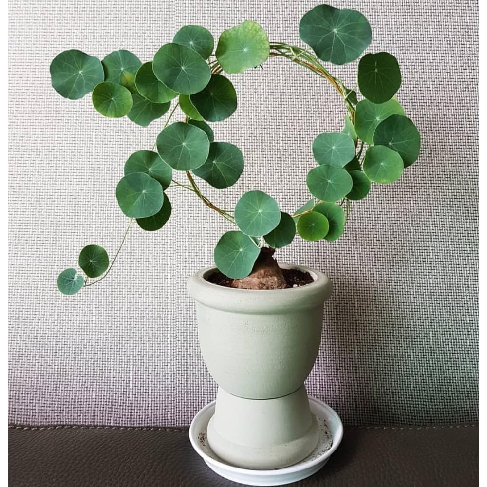 Stephania Cephalantha Bulb, Already Sprouts Size 3-3.5", Stephania Cephalantha Plant Rare Caudex Succulent Plants for Home Decor, Houseplant