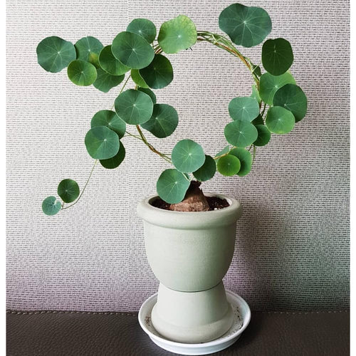 Stephania Cephalantha Bulb, Already Sprouts Size 3-3.5", Stephania Cephalantha Plant Rare Caudex Succulent Plants for Home Decor, Houseplant