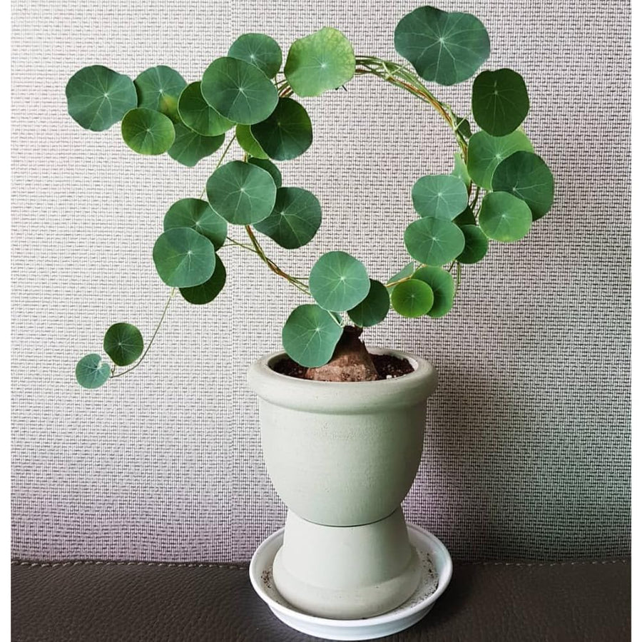 Stephania Cephalantha Bulb, Already Sprouts Size 3-3.5", Stephania Cephalantha Plant Rare Caudex Succulent Plants for Home Decor, Houseplant