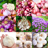 1 LB Jumbo Size Mixed Garlic for Planting in Spring, Softneck Hardneck Garlic Bulbs for Planting, Fresh and High Yield, Cold Hardy, Fast-Growing, 5-6 Bulbs Garlic
