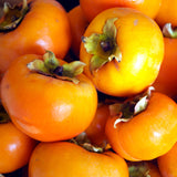 02 Persimmon Fruit Trees Live Plants Seedlings, 8" to 16" Well-Rooted, Zones 5 to 9, Winter Hardy, Outdoor Planting