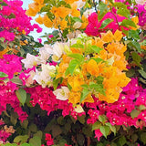 2 Mixed Bougainvillea Plants Live, Perennial Bougainvillea Flowers Vine, Outdoor Garden Planting 5-9 Inches