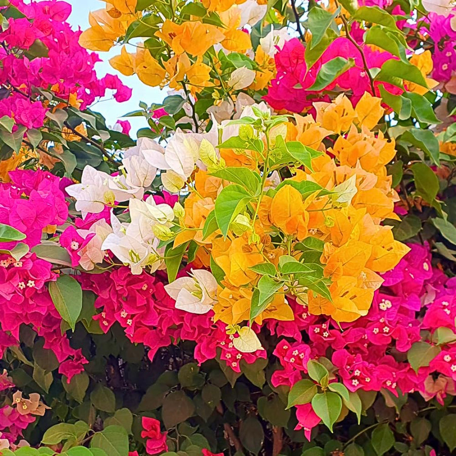 2 Mixed Bougainvillea Plants Live, Perennial Bougainvillea Flowers Vine, Outdoor Garden Planting 5-9 Inches