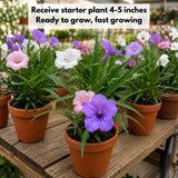2 Assorted Mexican Petunia Live Plants 4 Inch Pot, Hardy Live Petunia Flowering Garden Plant, Perennial Ground Cover, Long Blooming Season