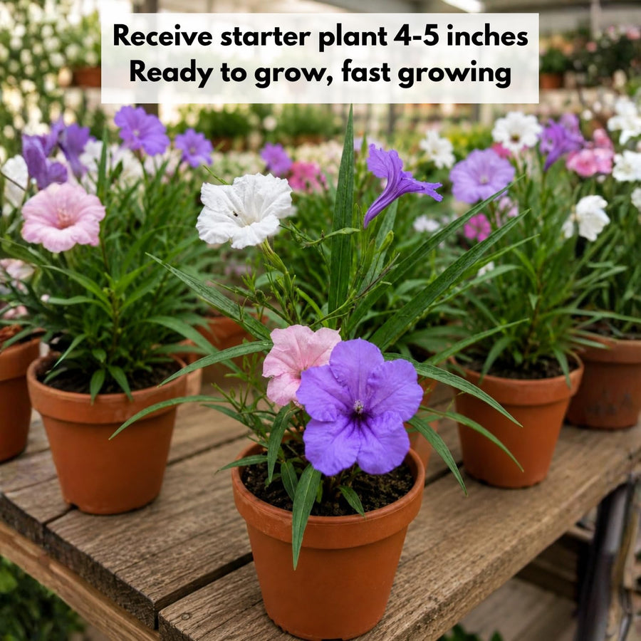2 Assorted Mexican Petunia Live Plants 4 Inch Pot, Hardy Live Petunia Flowering Garden Plant, Perennial Ground Cover, Long Blooming Season
