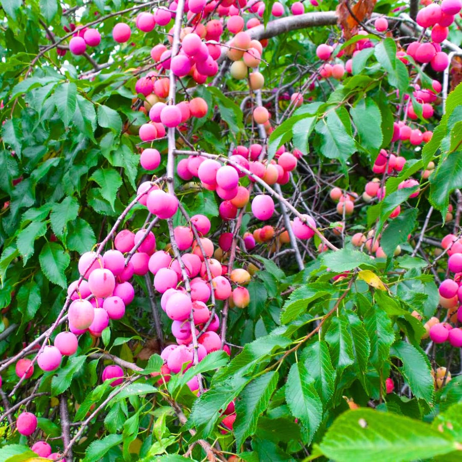 Wild Plum Tree Live Plant, 1 Year Old Bare Root, Plum Tree for Planting, 10 to 15 Inc Tall for Outdoor Planting