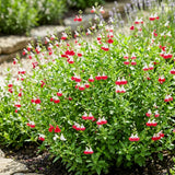 2 Salvia Plants, Hot Lips Salvia Live Plants, 4-6 Inches Tall, 4 Inches Pot, Long Blooming Red White Flowers for Indoor Outdoor Growing