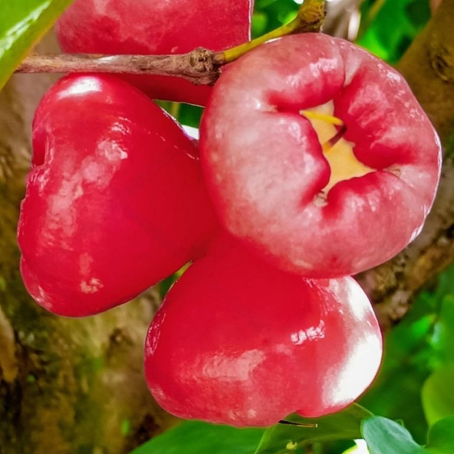 Sweet Red Wax Apple Tree Live Plant, 3 Feet Tall Tropical Fruit Tree, Zones 9-11 for Outdoor Indoor Planting, Rare Fruit