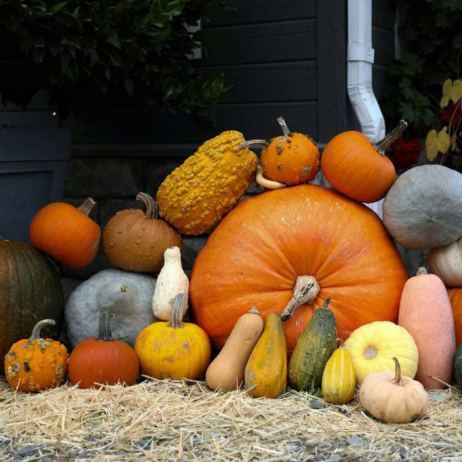 50 Mix Gourd Seeds for Planting, Large and Small, Vegetable Plants Seeds Gardening Outdoor