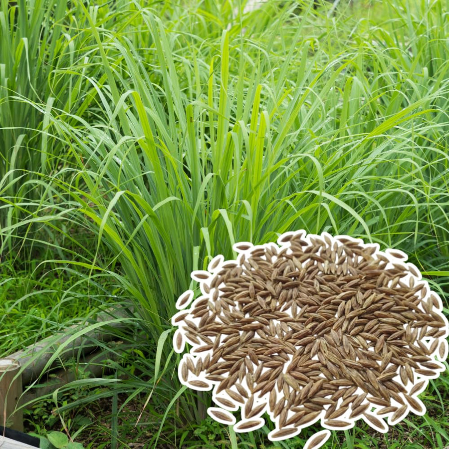 Set 250 Lemongrass Seeds, Lemongrass Seeds for Planting, Fragrant Herbs for Patio and Outdoor Garden