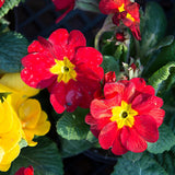 Live Red Primrose Plant, Hardy Primrose Flower in 4 Inch Pot, Well Rooted for Indoor or Outdoor Planting