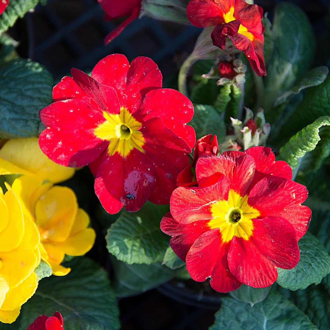 Live Red Primrose Plant, Hardy Primrose Flower in 4 Inch Pot, Well Rooted for Indoor or Outdoor Planting