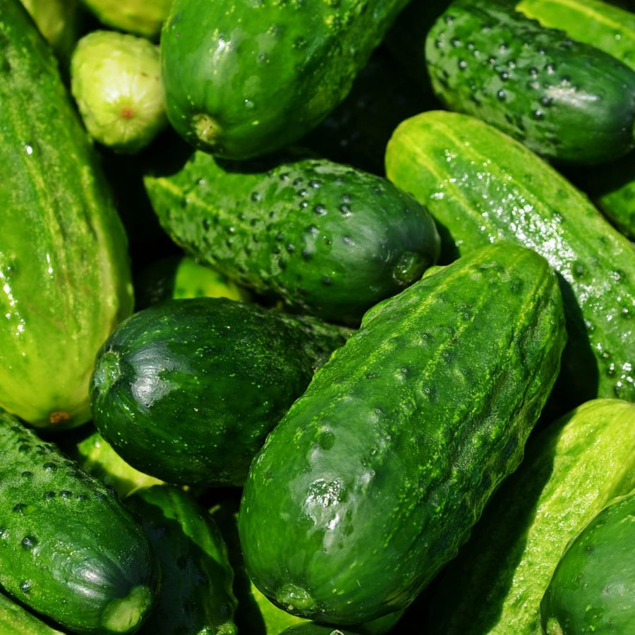 400 Green Cucumber Seeds for Planting, Cucumber Vegetable Plant Seeds Garden