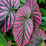 Begonia Live Plant Outdoor, Can Grow As Weeping Begonia, Fast-Growing, Easy-Care Flowering Plant for Gardens Containers, 5-9” Tall, No Pot, Begonia Maculata Plants (Vibrant Red Leaf)