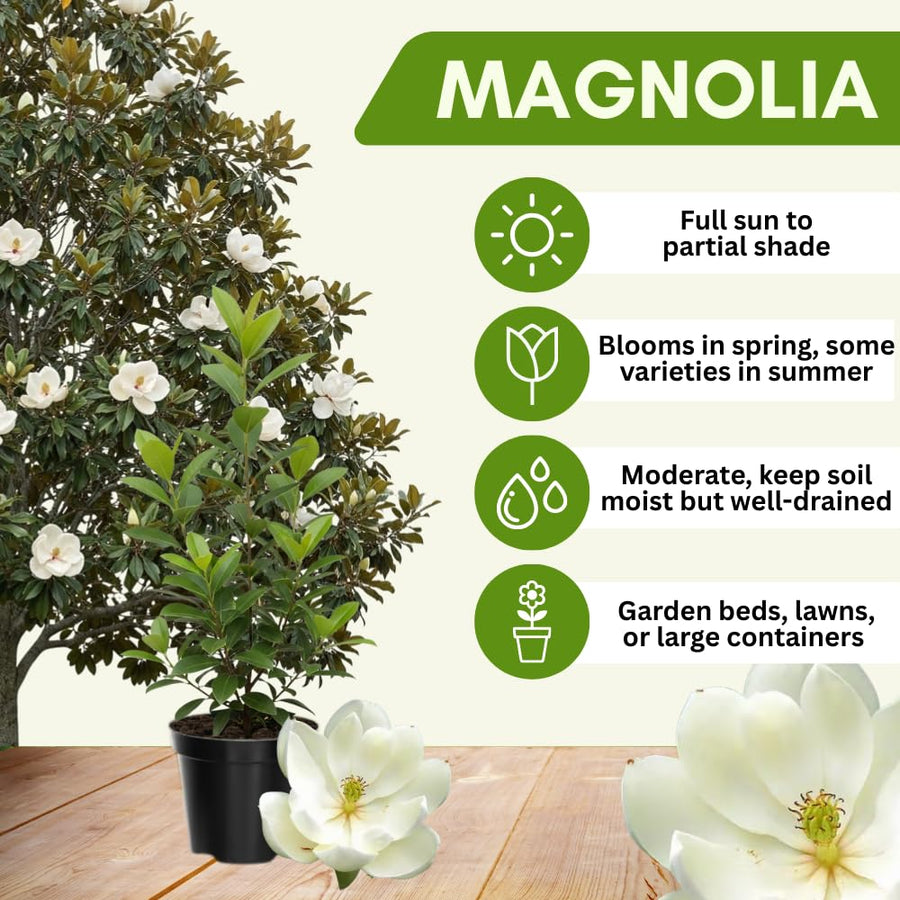 Sweetbay Magnolia Plant Live, Well Rooted Magnolia Flowering Tree in Gallon Pot, Fragrant Blooms, Outdoor or Container