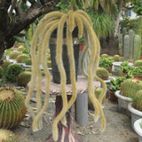 Trailing Monkey Tail Cactus Plant Live for House Plant, Live Succulents Plant for Planting Indoor Oudoor, 6 to 8 Inches Tall, No Pot