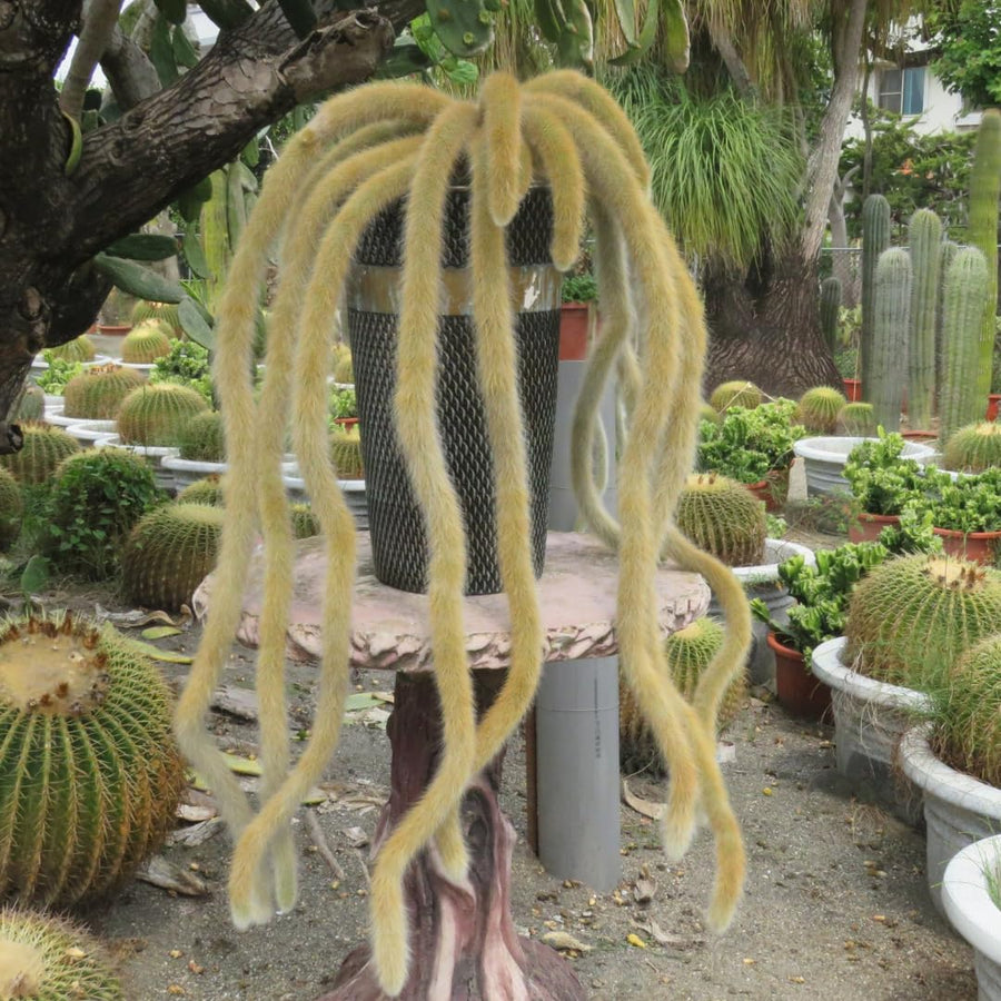 Trailing Monkey Tail Cactus Plant Live for House Plant, Live Succulents Plant for Planting Indoor Oudoor, 6 to 8 Inches Tall, No Pot