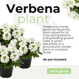 4 White Verbena Plants Live, 5-9" Tall Hardy Perennial Flower Plants, Well-Rooted for Outdoor Planting