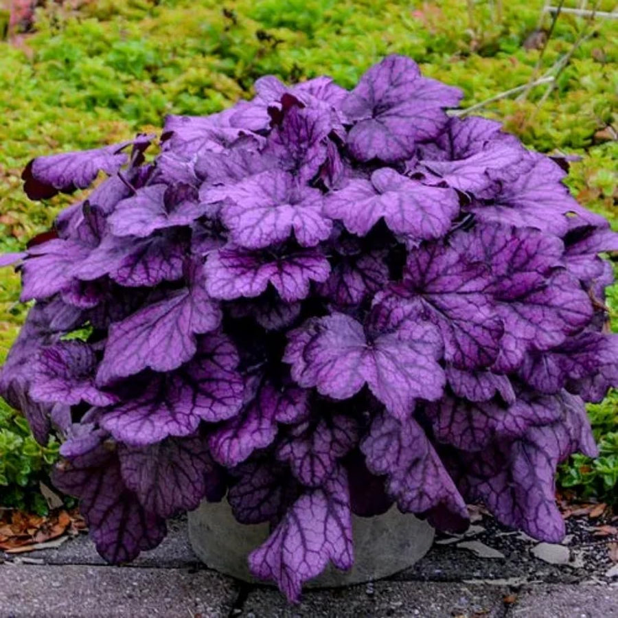 Heuchera Live Plant, Heuchera Coral Bells Live Plant, Deep Purple Heuchera Houseplant, 5-8 Inc Tall, Change Color Leaf Heuchera