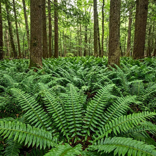 5 Rare Fern Rhizomes Live Plants for Planting, Ferns Live Plants Outdoors Indoors Full Shade, Bare Roots, Fast-Growing