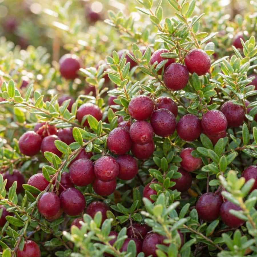 Set 2 Cranberry Plants Live, Cranberry Starer Plants in Pot, 2-5 Inc Tall, Hardy Edible Berry for Ground Cover, Container and Outdoor Garden