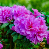 Purple Azalea Plant Live, 10 Inches Tall, Hardy Flowering Shrub for Outdoor Planting and Landscaping