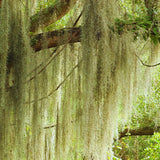 Spanish Moss Plant Live, Spanish Moss Tillandsia Air Plants Live Houseplants, 12 to 18 Inc Tall, Succulent Plants Live