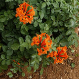 Orange Honeysuckle Live Plant in 4" Pot for Outdoor Growing
