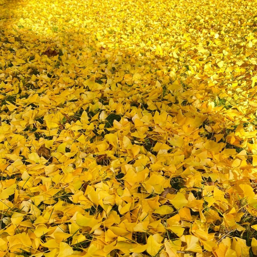Set 2 Ginkgo Live Plant, 6-12 inches Tall, Ginkgo Tree, Hardy Ornamental, Yellow Leaf in Fall for Yard and Garden, in Quart Pot