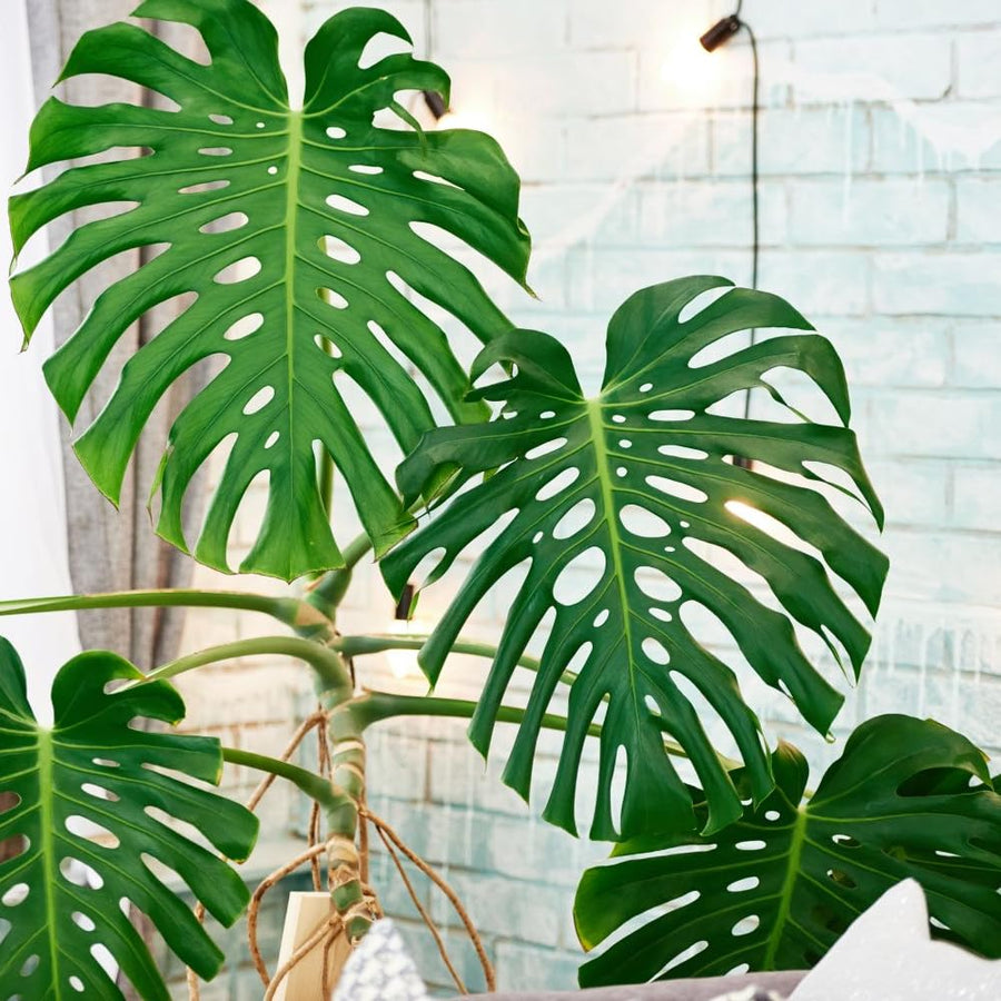 Philodendron Plant Live, Rare Tropical Variegated Live Indoor Houseplant for Home Office, 5-8" Tall, No Pot (Green Philodendron Plant)