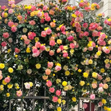 Random Climbing Bush Roses for Garden, Fragrant and Hardy Rose Plants for Outdoor Planting, No Pot, 5 to 9 Inc Tall Starter Plant Well-Rooted, Random Single Color Bloom