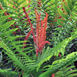 5 Cinamon Fern Rhizomes Live Plants for Planting, Ferns Live Plants Outdoors Indoors Full Shade, Bare Roots, Fast-Growing