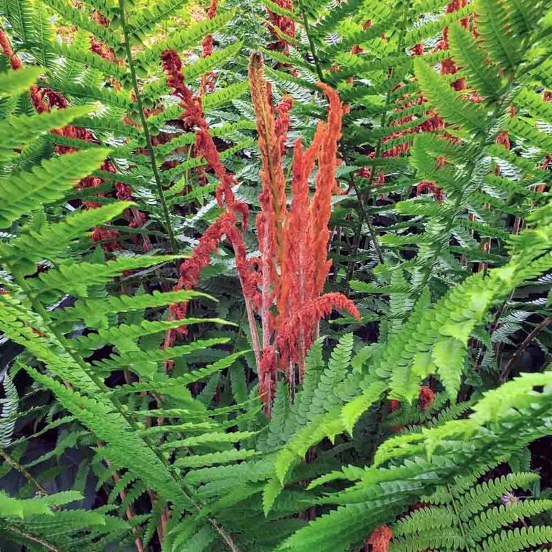 5 Cinamon Fern Rhizomes Live Plants for Planting, Ferns Live Plants Outdoors Indoors Full Shade, Bare Roots, Fast-Growing