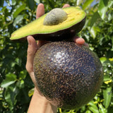 Live HASS Avocado Plant, 6-10” Tall, Fast Growing Avocado Tree Live for Home Garden or Container, Cold Hardy