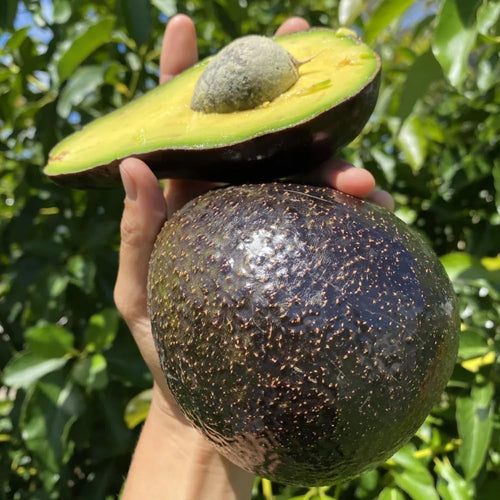 Live HASS Avocado Plant, 6-10” Tall, Fast Growing Avocado Tree Live for Home Garden or Container, Cold Hardy