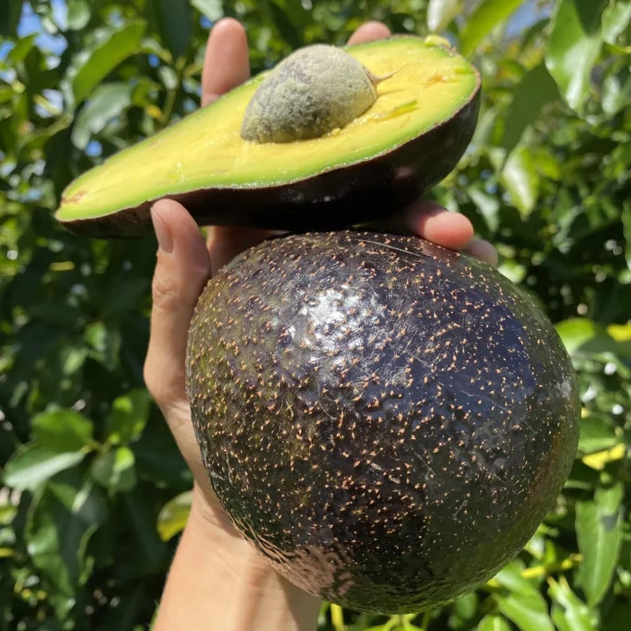 Live HASS Avocado Plant, 6-10” Tall, Fast Growing Avocado Tree Live for Home Garden or Container, Cold Hardy