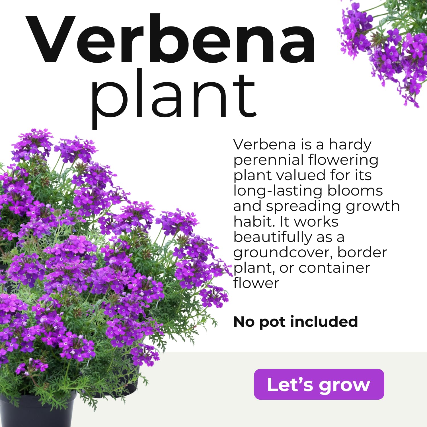 4 Purple Verbena Plants Live, 5-9" Tall Hardy Perennial Flower Plants, Well-Rooted for Outdoor Planting