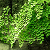 5 Roots of Maidenhair Fern, Fern Plants Live, Live Fern Plants, Fern Plant Seedlings, Fern Rhizomes for Planting, 5 Roots