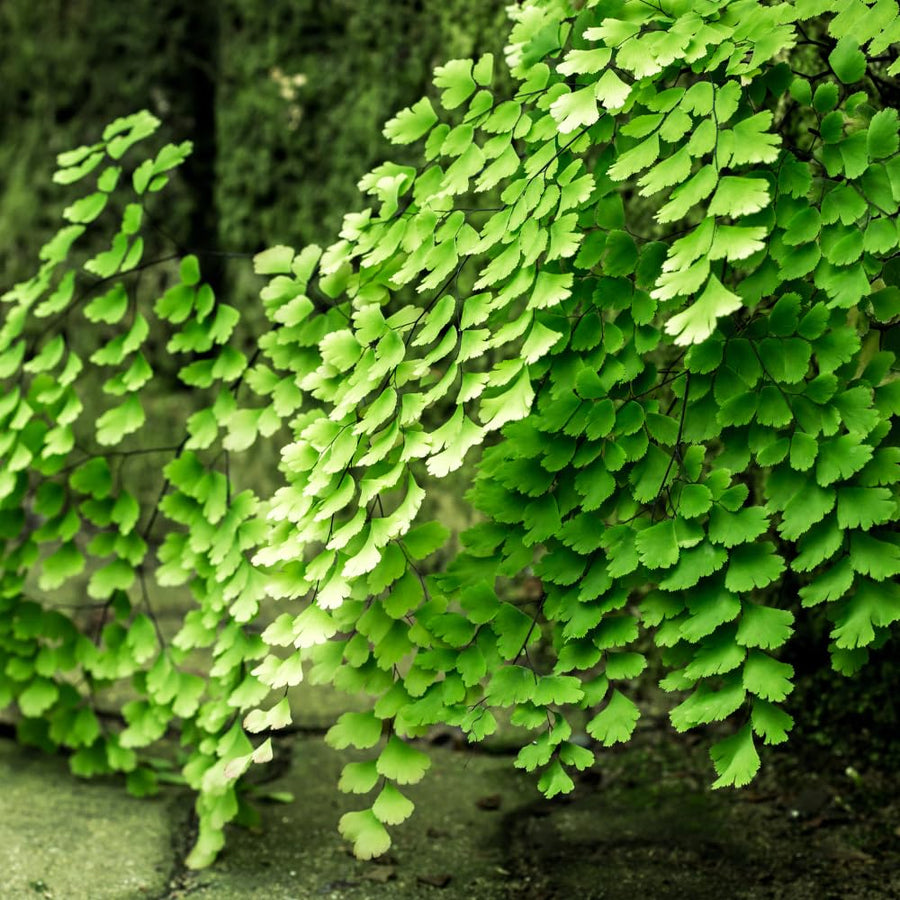 5 Roots of Maidenhair Fern, Fern Plants Live, Live Fern Plants, Fern Plant Seedlings, Fern Rhizomes for Planting, 5 Roots