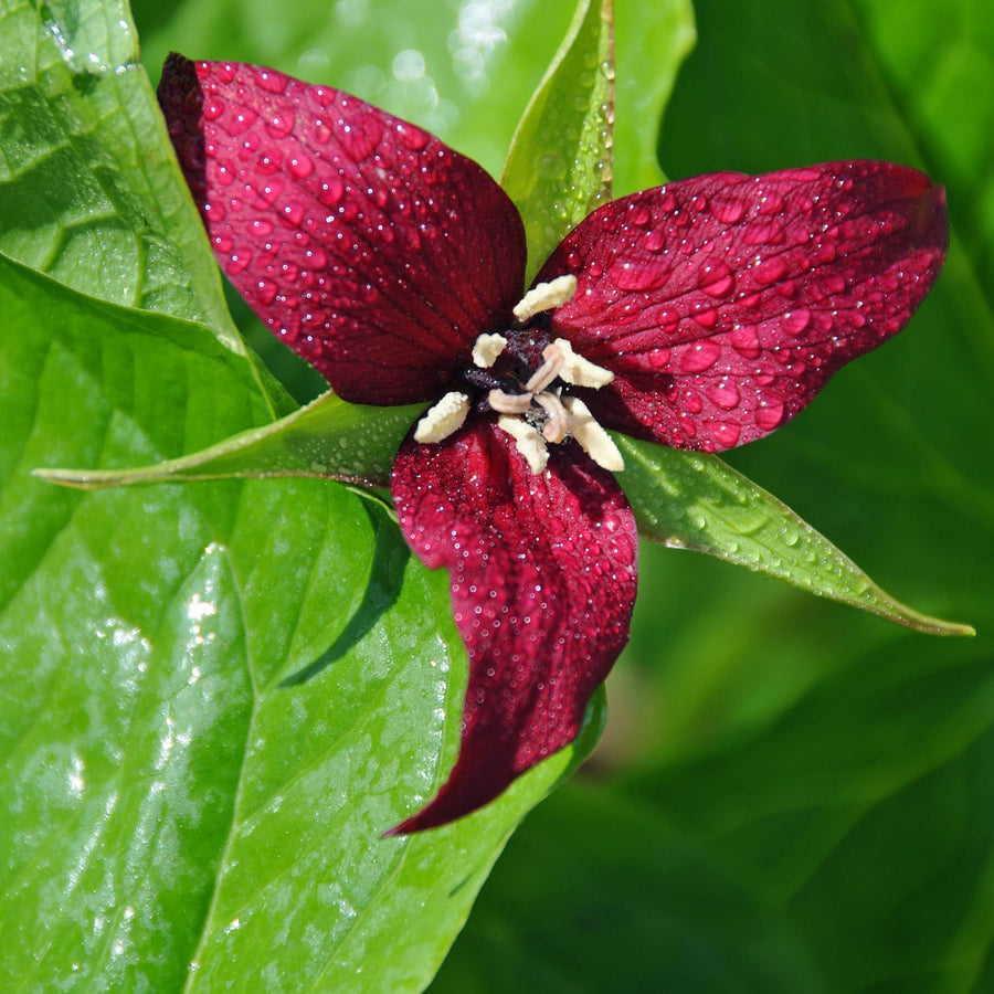 20 Red Trillium Bulbs, Large Trillium Flower Bulbs Roots for Growing, Easy to Plant