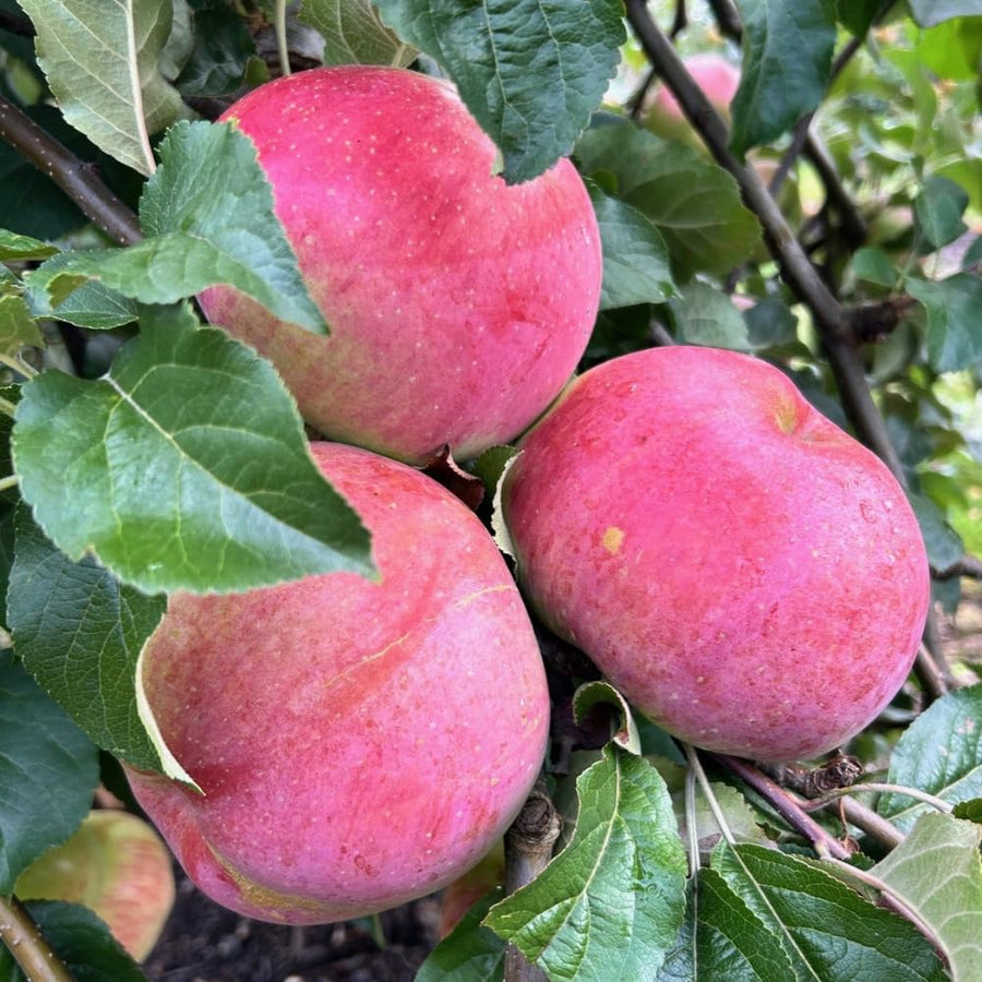 River Apple Tree Live Plant, Apple Plants Live for Planting 2 to 3 Feet Tall, Live Apple Tree Plant Live, Apple Fruit Tree, Bareroots