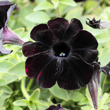 2 Black Petunia Plants Live, Vibrant Flowering Seedlings, 5-9 Inches Tall for Outdoor Spaces, Petunia Flowers